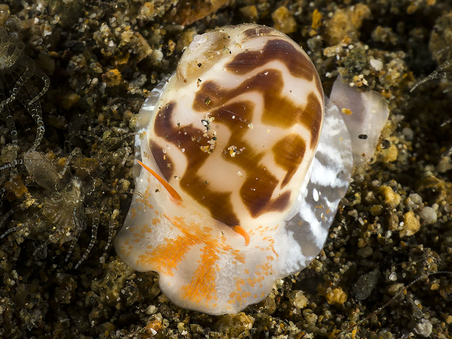 Naticidae 01